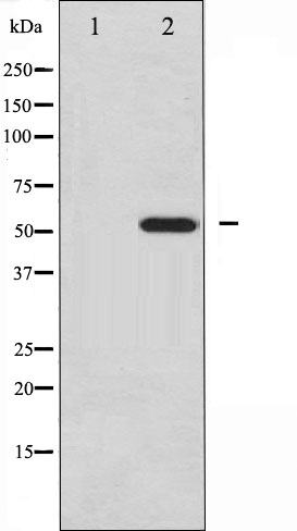 PDCD4 Ab