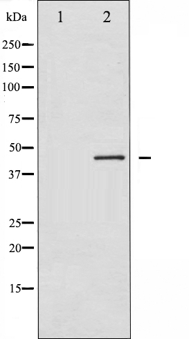 p70 S6 kinase beta 2 Ab