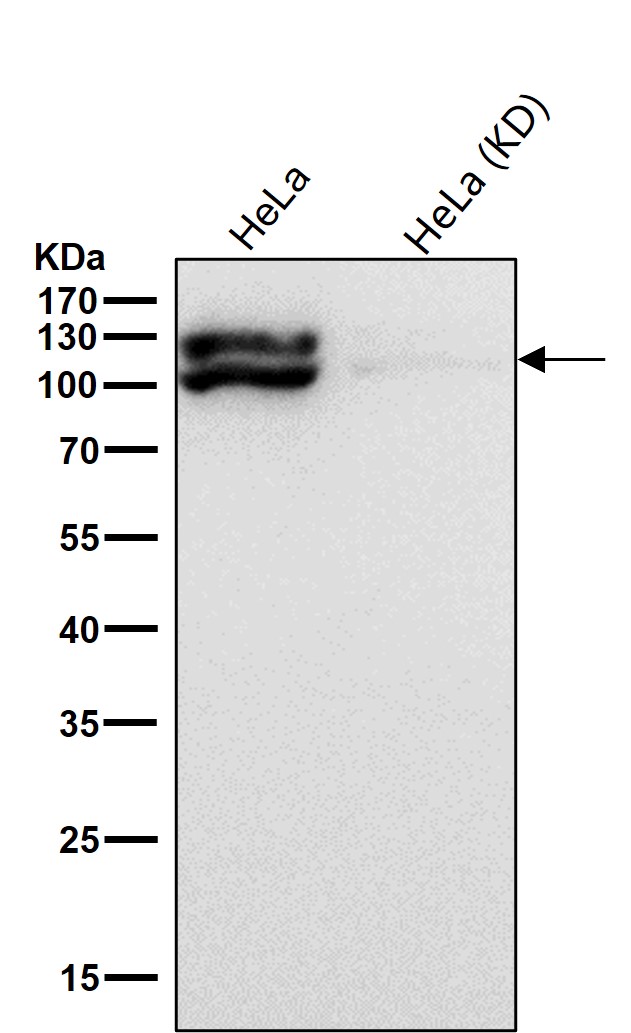 KIF23 Ab