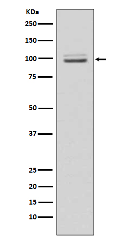 KIF23 Ab