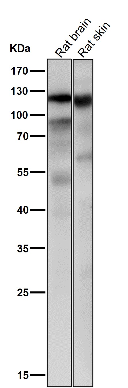 KIF23 Ab