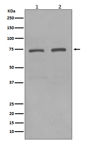 KIFC1 Ab