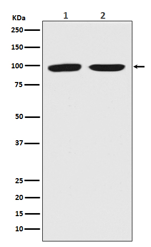 DNMT3B Ab