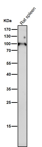 DNMT3B Ab