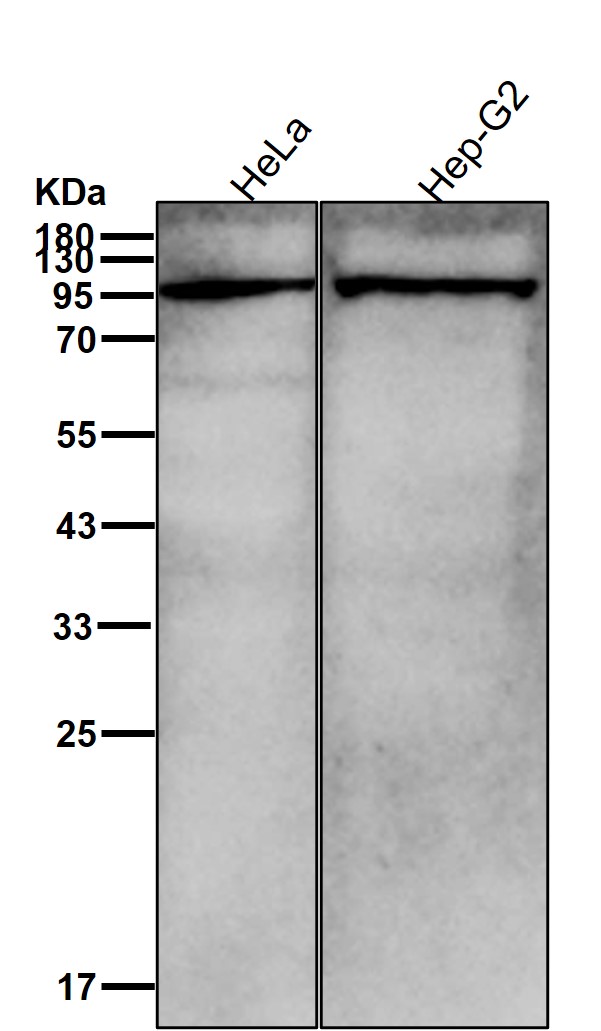 DNMT3B Ab