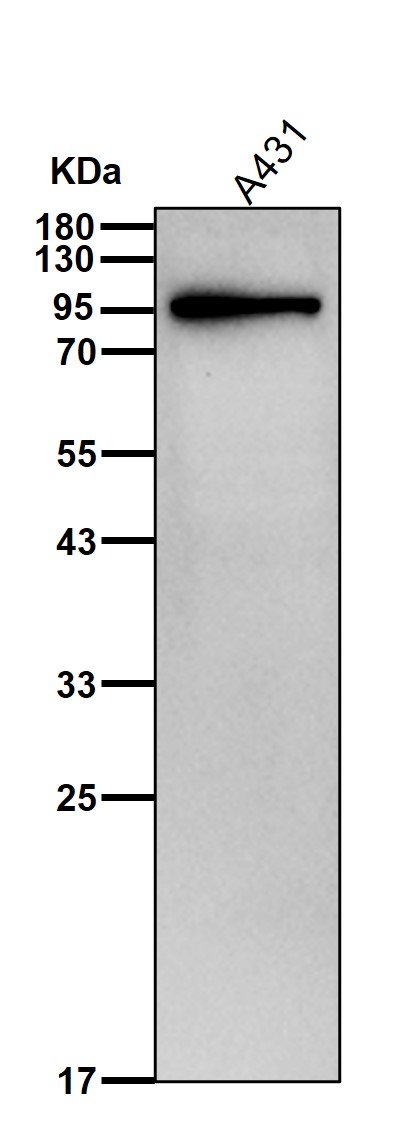 DNMT3B Ab