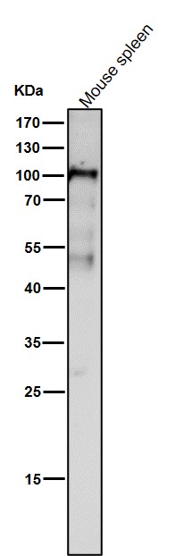 DNMT3B Ab