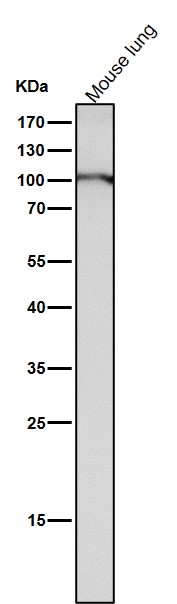 DNMT3B Ab