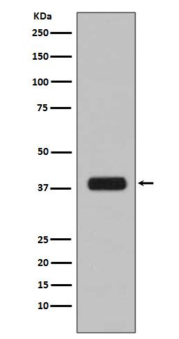 Aurora kinase B Ab