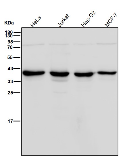 Aurora kinase B Ab