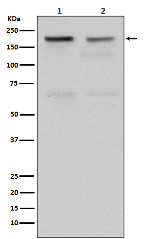 Topoisomerase 2 alpha Ab