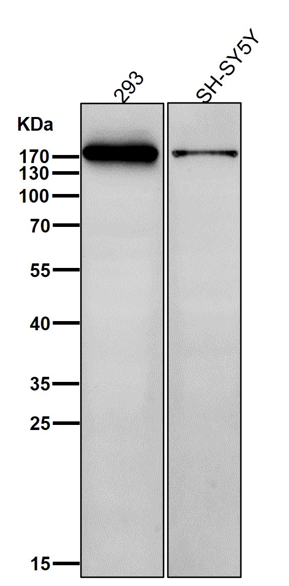 Topoisomerase 2 alpha Ab