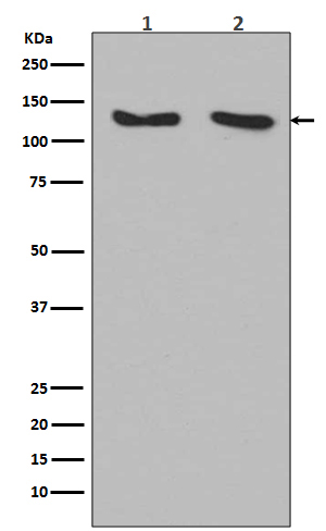 RNF20 Ab