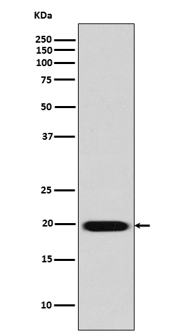 Caveolin 2 Ab