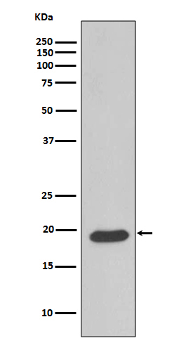 Caveolin 3 Ab