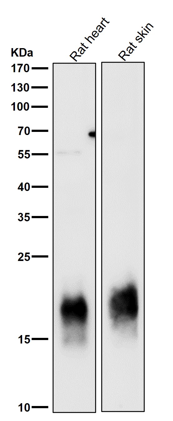 Caveolin 3 Ab