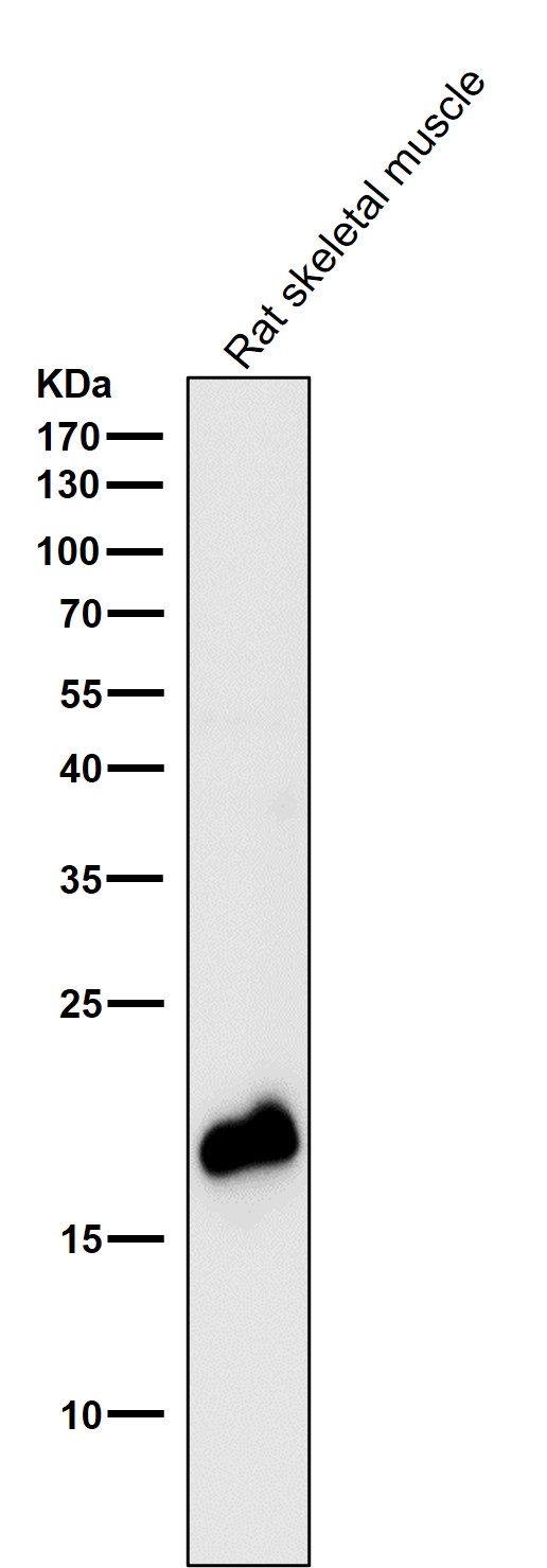 Caveolin 3 Ab