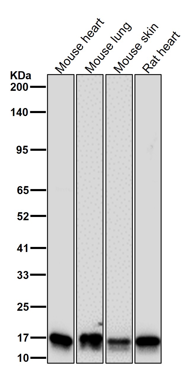 Caveolin 3 Ab