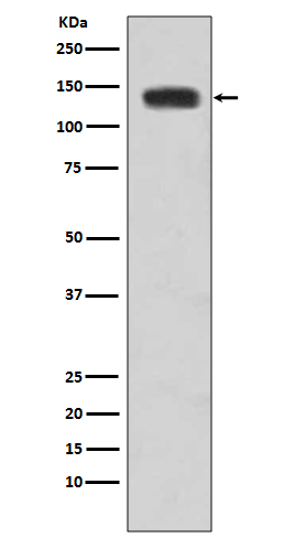 Cadherin 2 Ab