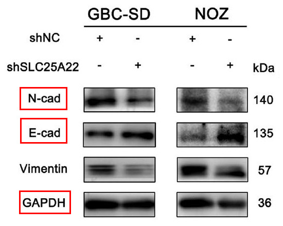 Cadherin 2 Ab