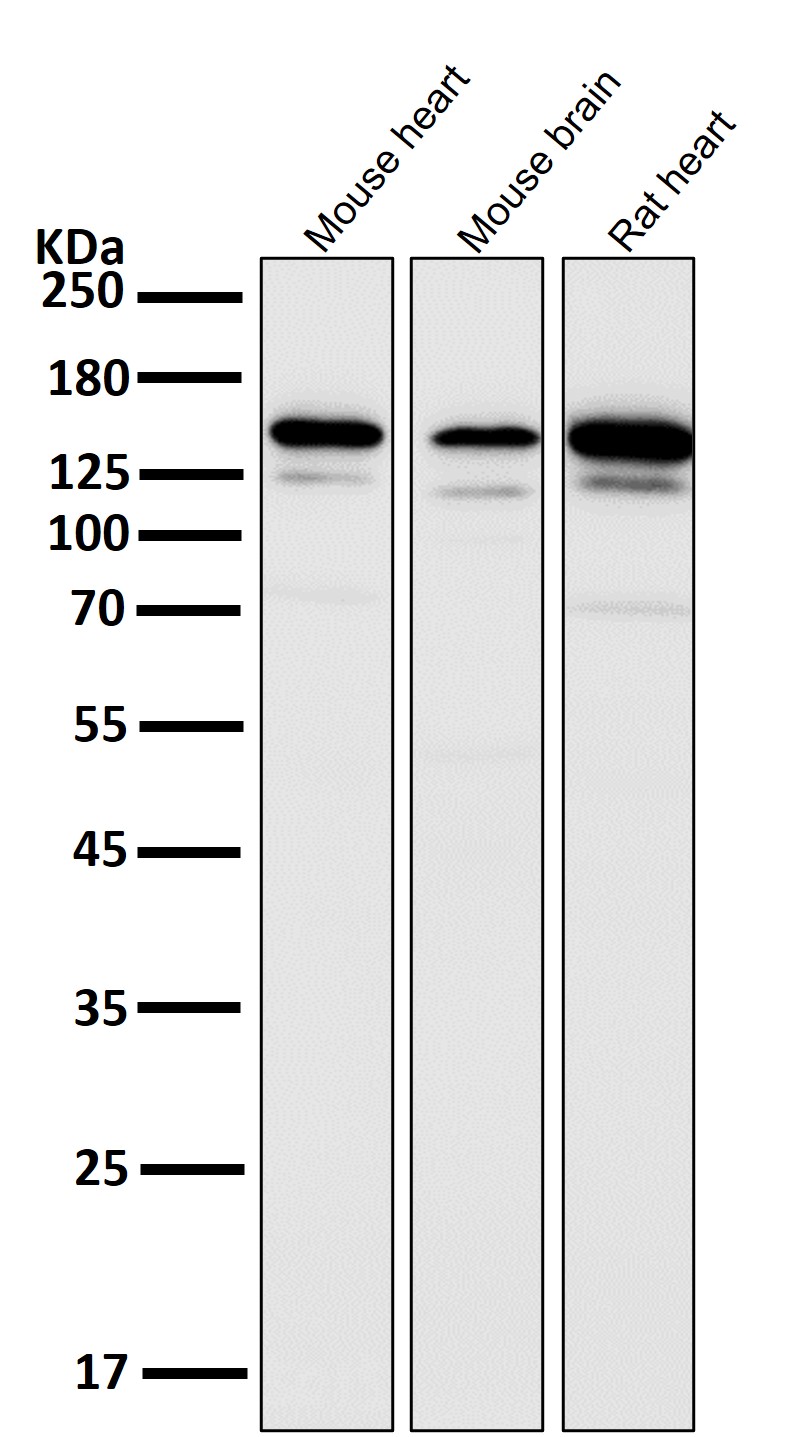 Cadherin 2 Ab