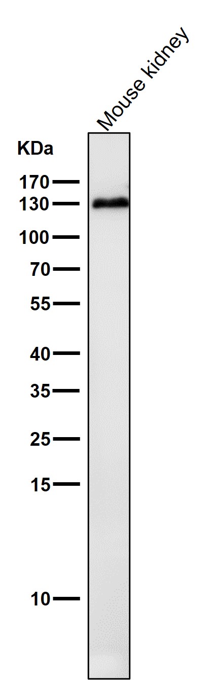 Cadherin 2 Ab