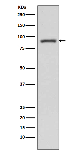 STAT3 Ab