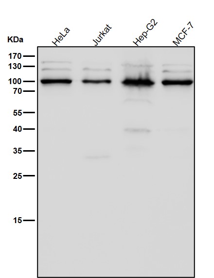 STAT3 Ab