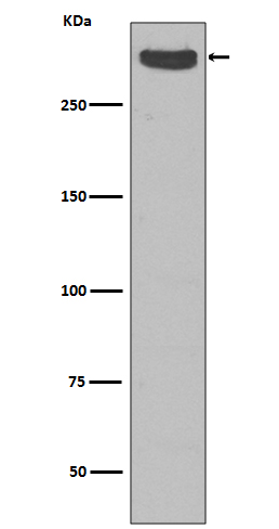 Cubilin Ab