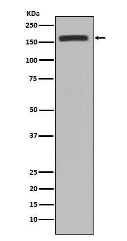 CD11b Ab