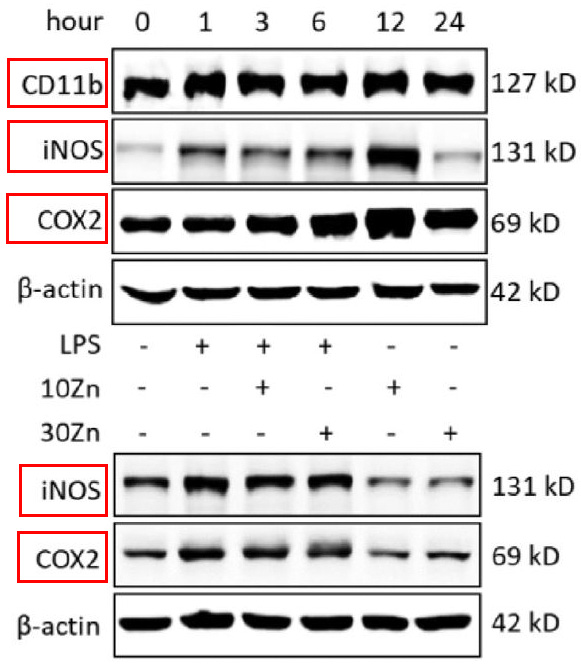 CD11b Ab