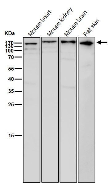 CD11b Ab