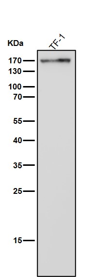 CD11b Ab