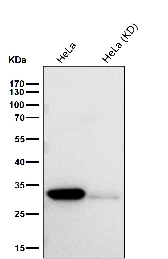 CDK2 Ab