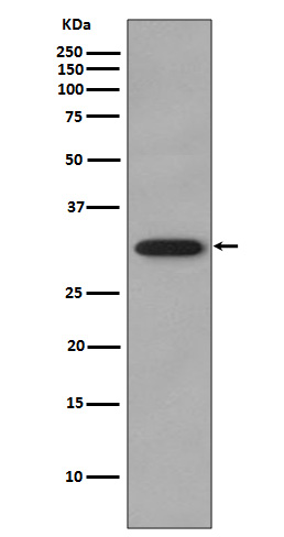 CDK2 Ab