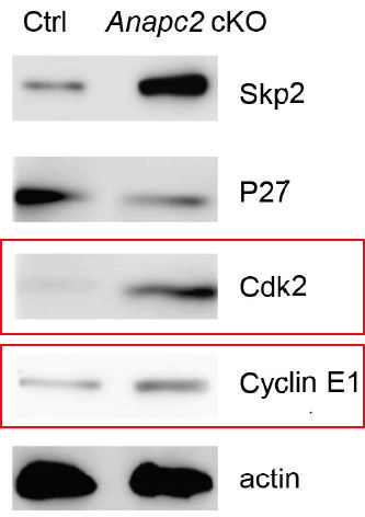 CDK2 Ab