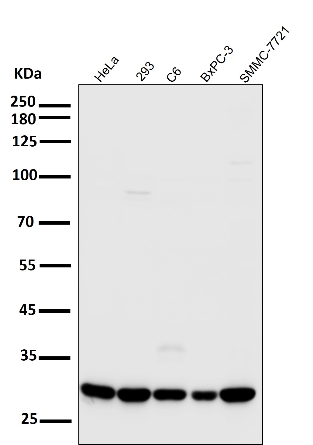 CDK2 Ab