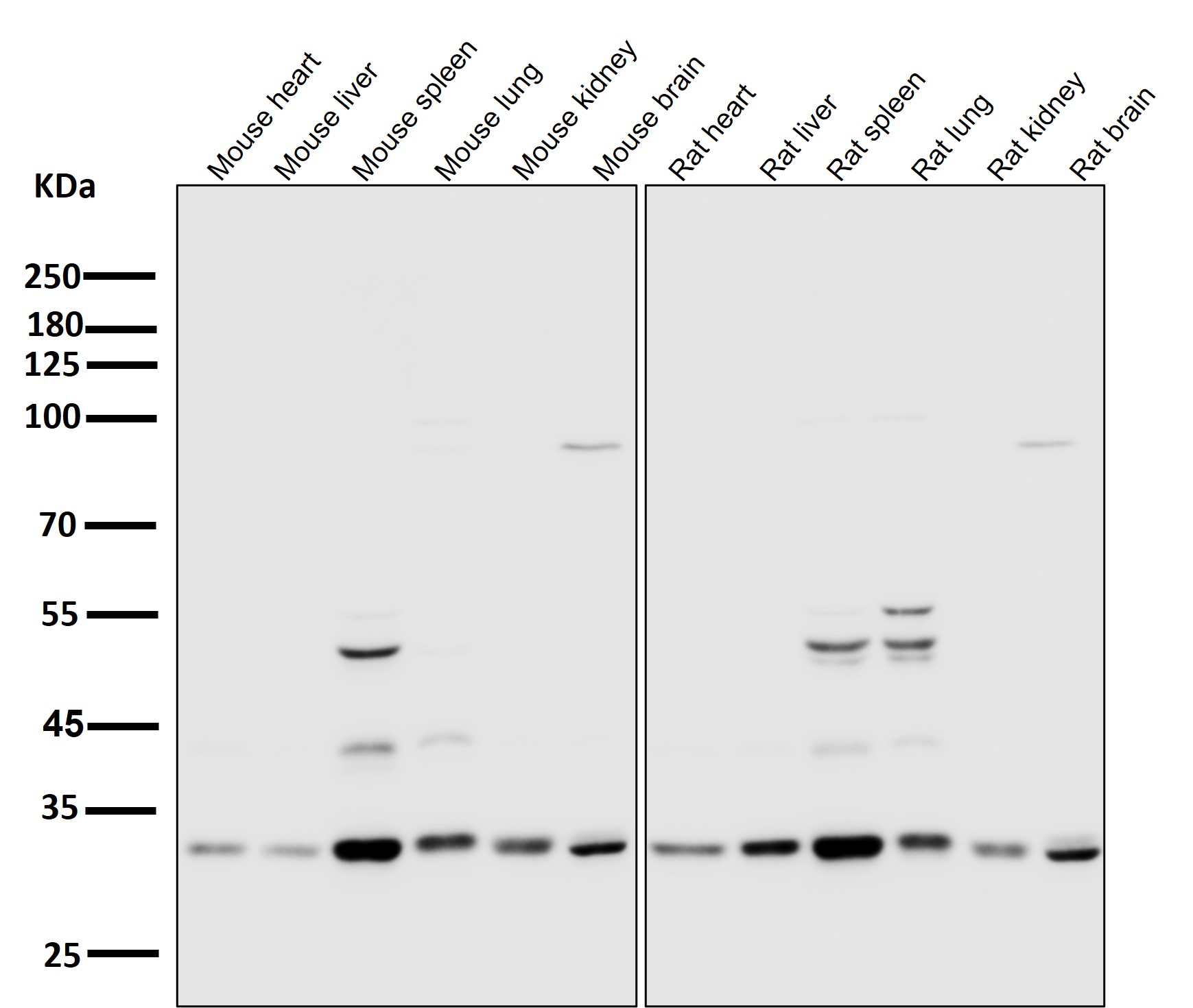 CDK2 Ab