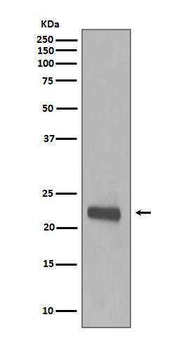 Caveolin 1 Ab