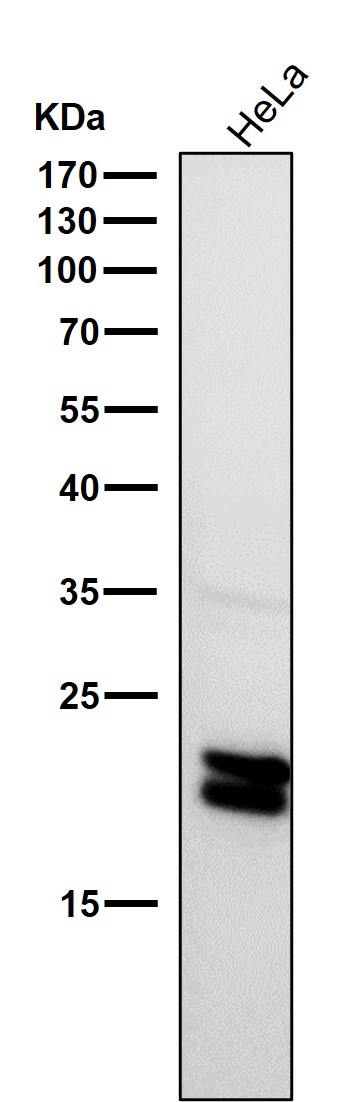 Caveolin 1 Ab