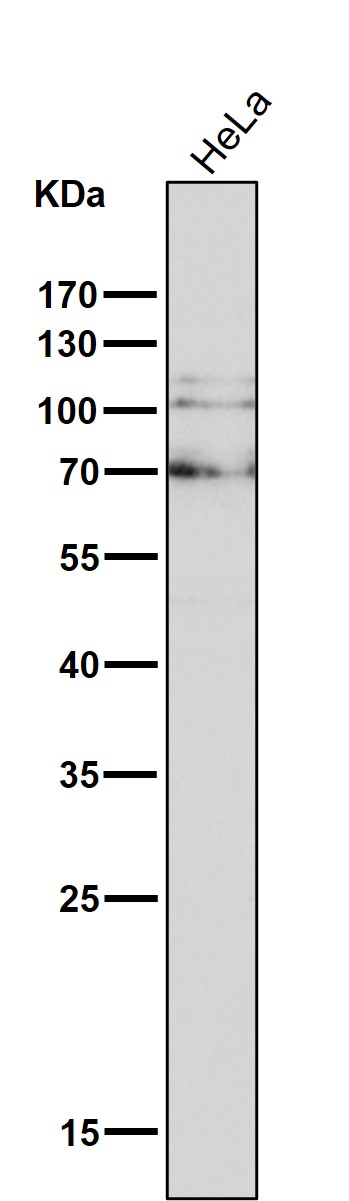 delta Catenin Ab