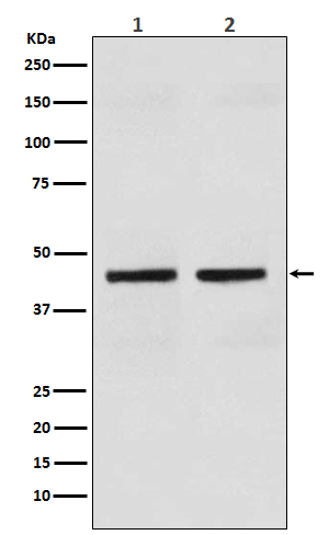 Cytokeratin 18 Ab