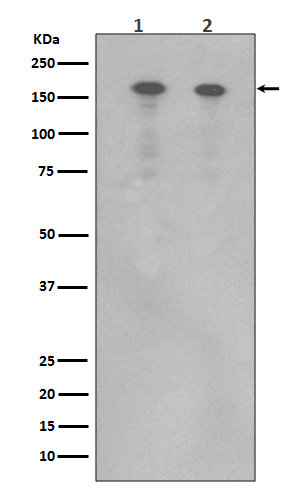 ErbB4 Ab