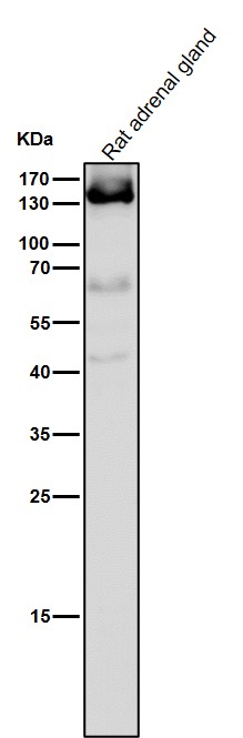 Androgen receptor Ab