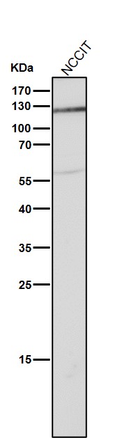 Androgen receptor Ab