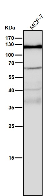 Androgen receptor Ab