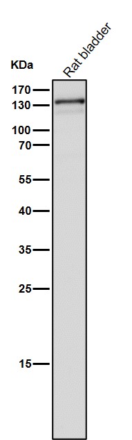 Androgen receptor Ab