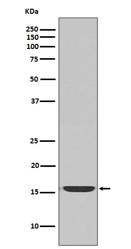 Cleaved-Caspase 3 p17 Ab