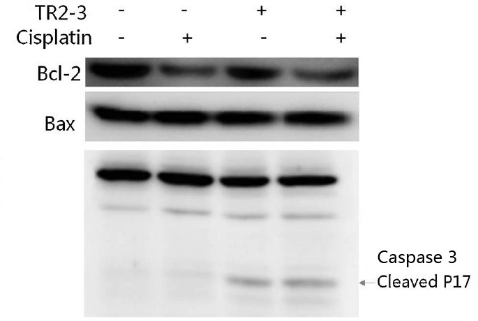 Cleaved-Caspase 3 p17 Ab