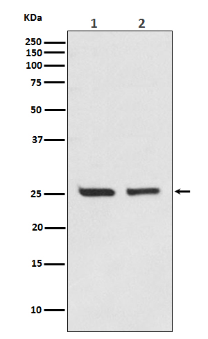 Bcl 2 Ab